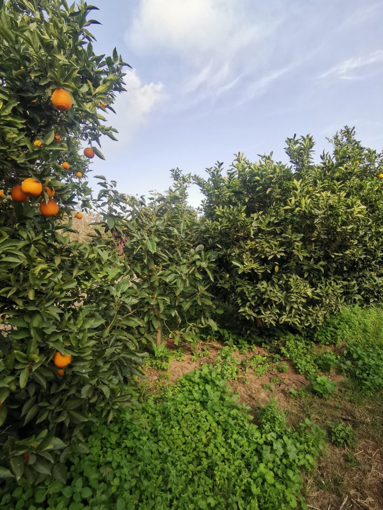Avocado trees growing between lines of orange trees