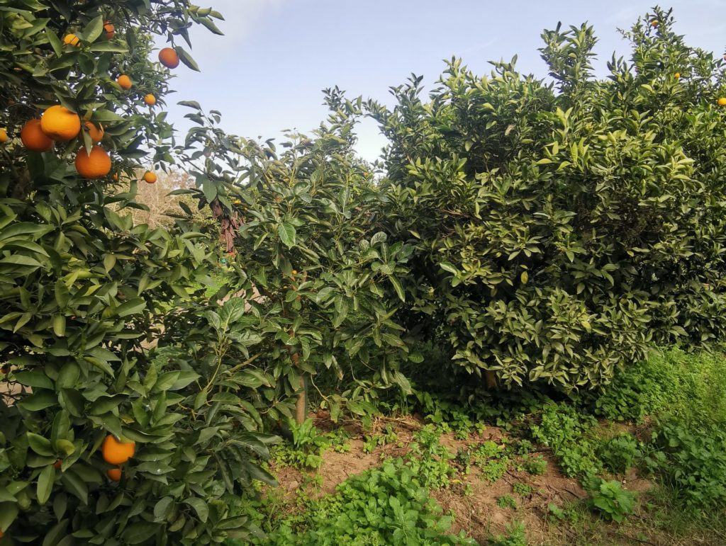 Aguacates creciendo entre líneas de naranjos