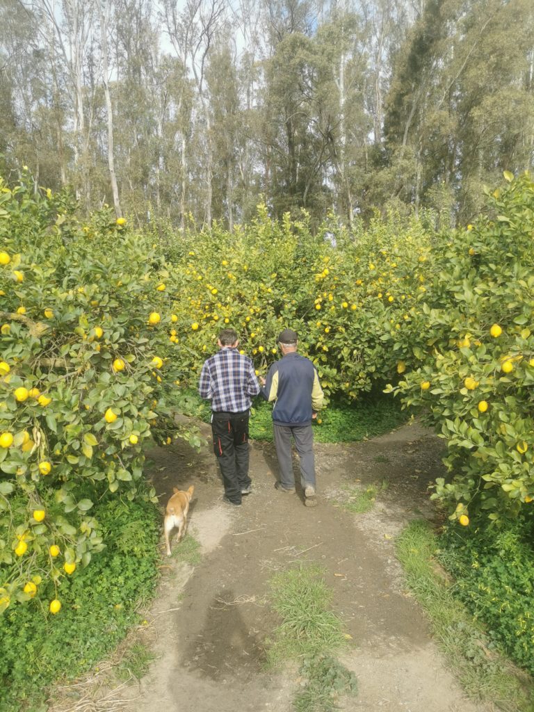 Paco Bedoya's lemons