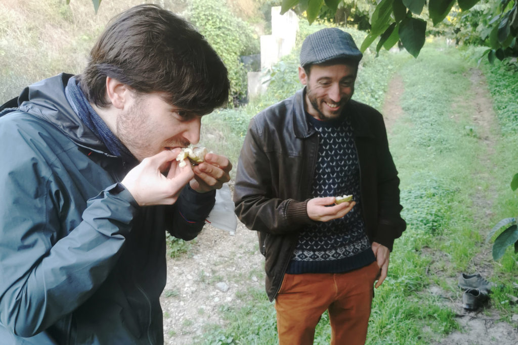 Eating custard apples