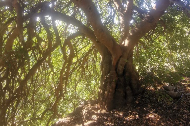 Una foto tomada a la sombra de un gran algarrobo viejo