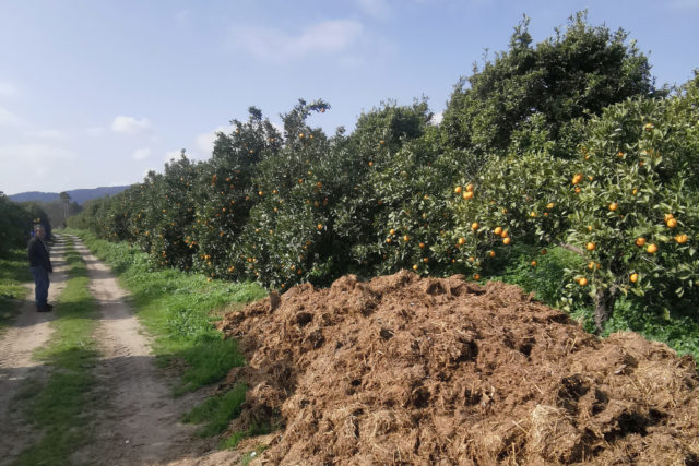 Composting manure next to orange trees