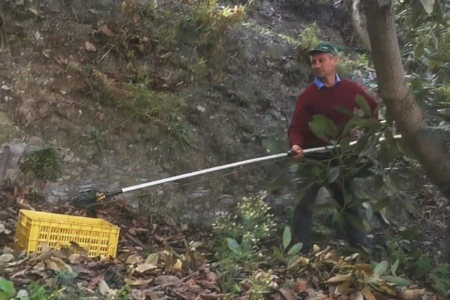 Harvesting avocados