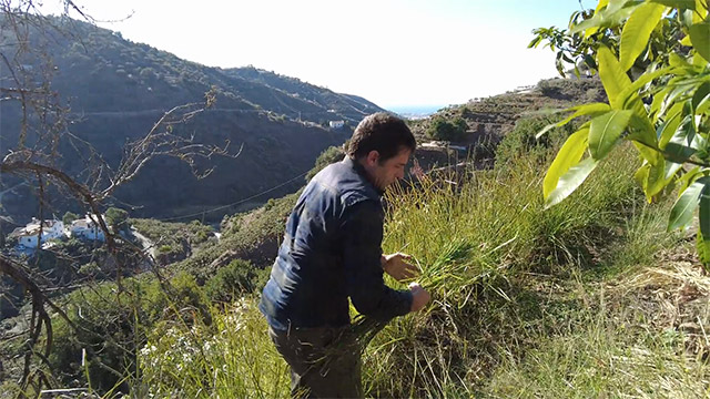 Carlos Márquez picking vetiver grass