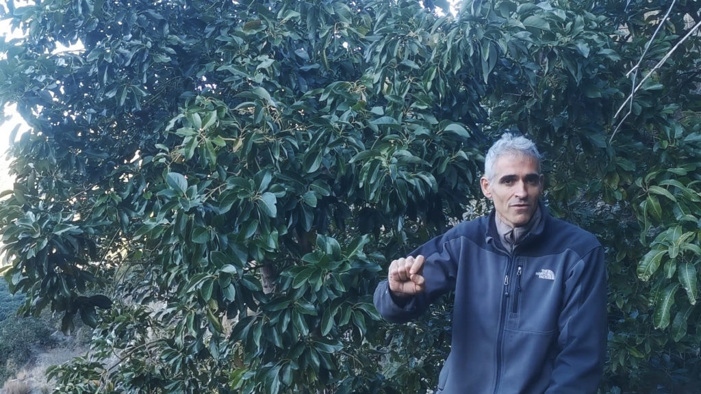 José González standing in his custard apple orchard