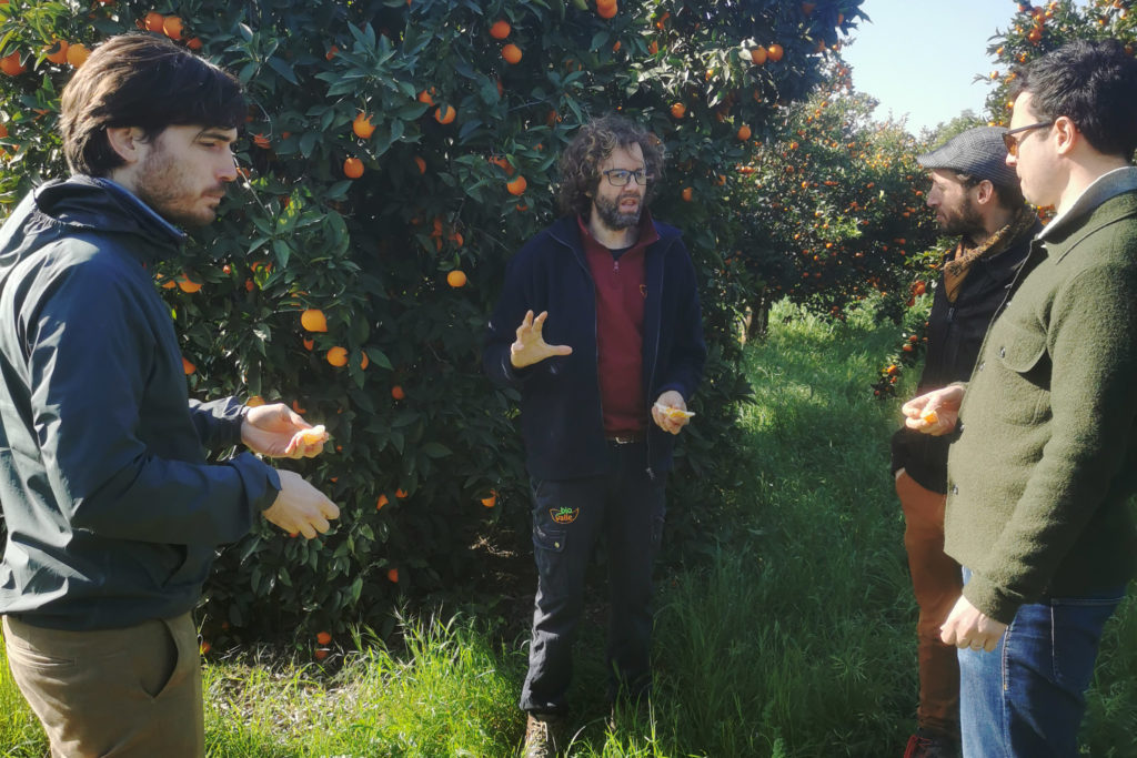 Juan from Biovalle with his orange trees