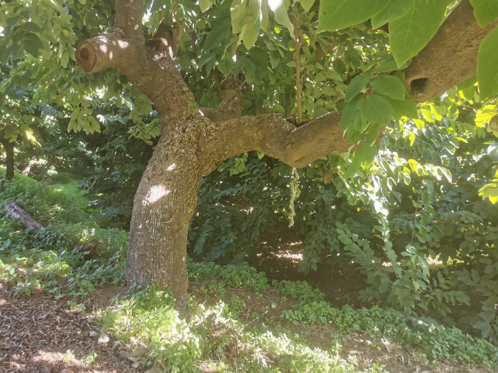 Un antiguo árbol de chirimoya