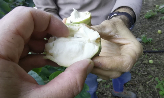 A hand holding an open custard apple