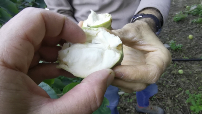 A hand holding an open custard apple